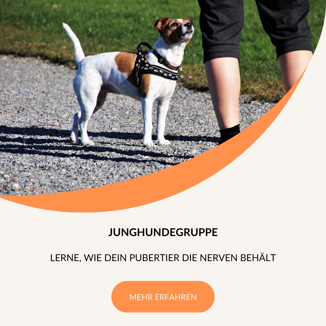 //www.dogteam-leibnitz.at/wp-content/uploads/2024/07/Lerne-wie-dein-Pupertier.jpg