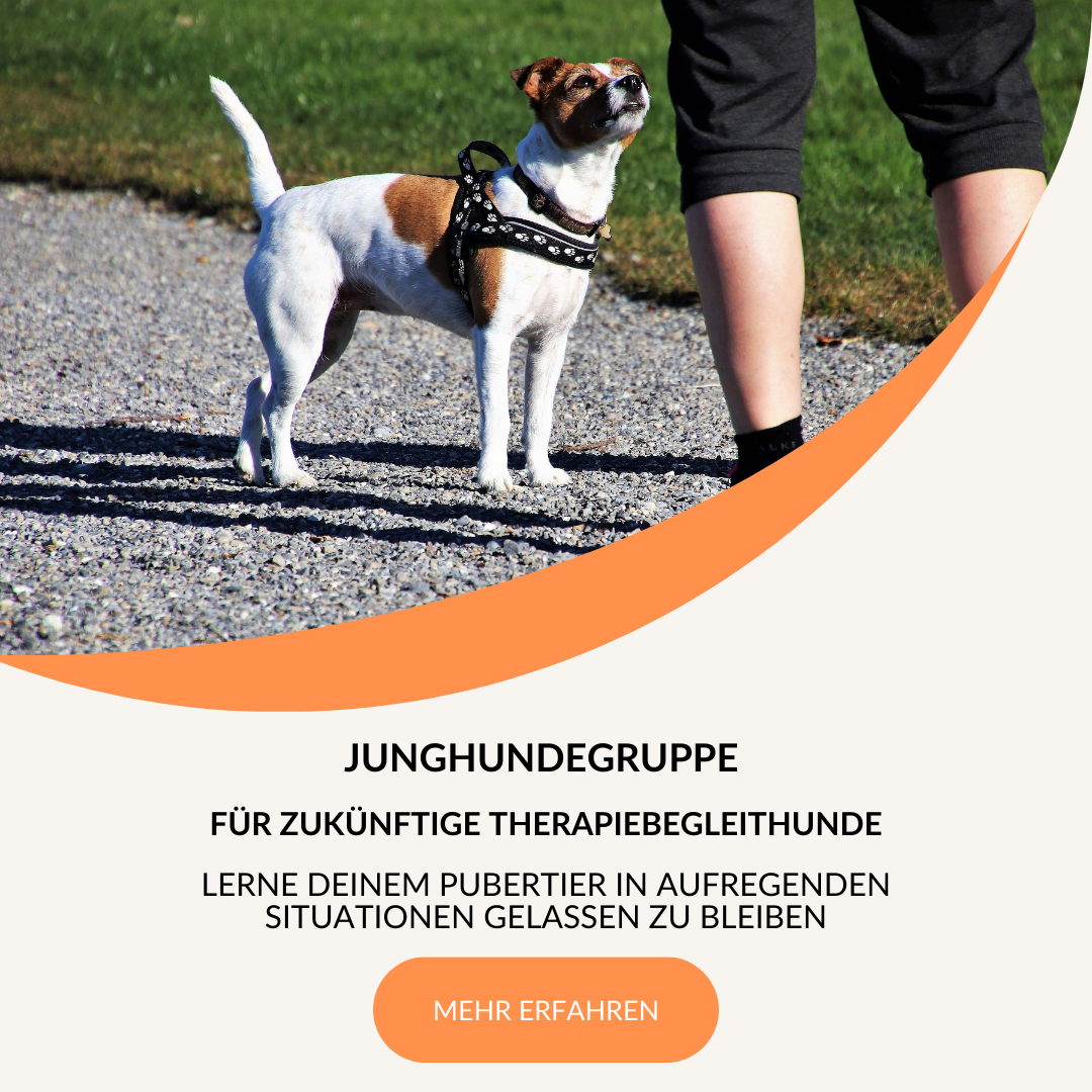 //www.dogteam-leibnitz.at/wp-content/uploads/2024/08/Junghund-Therapie-1.png