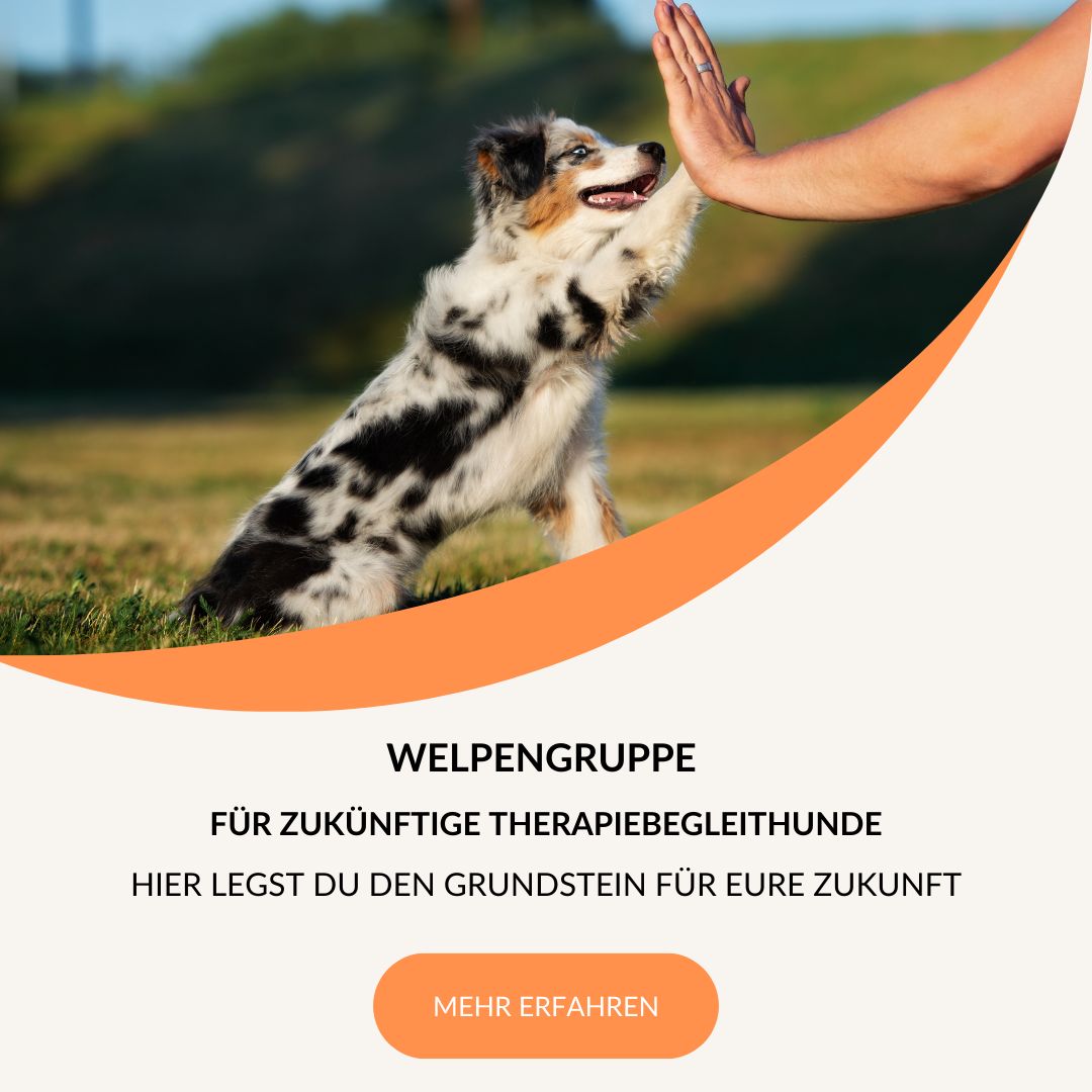 //www.dogteam-leibnitz.at/wp-content/uploads/2024/08/Lerne-wie-du-deinen-Welpen-zum-8.png